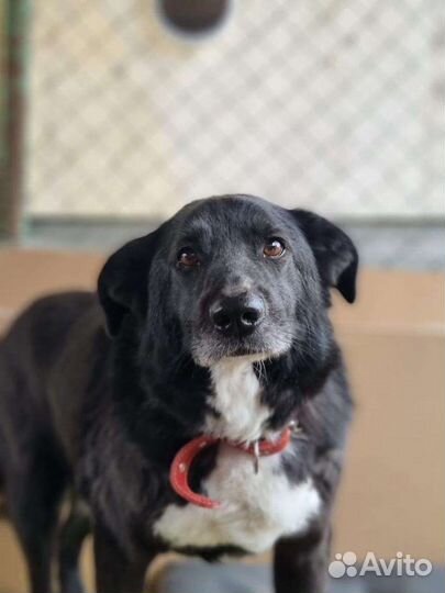 Сема грустит в приюте