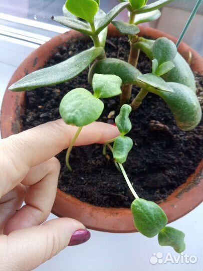 Семена дыни