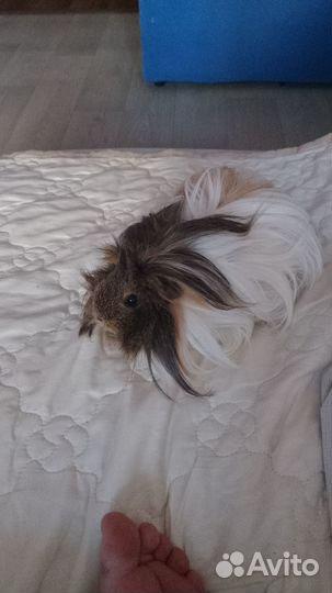 Свинка шелти с клеткой