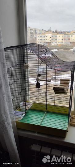 Попугай корелла с клеткой