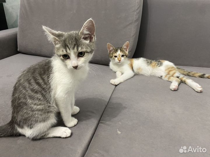 Отдам котят в добрые руки