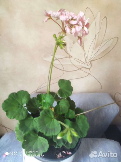 Герань пеларгония