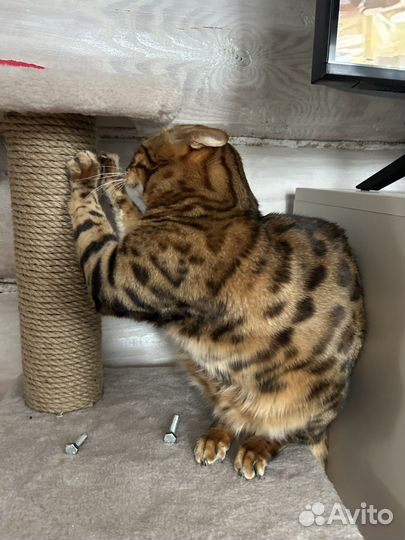 Бенгальский кот