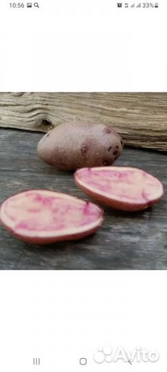 Семенной картофель