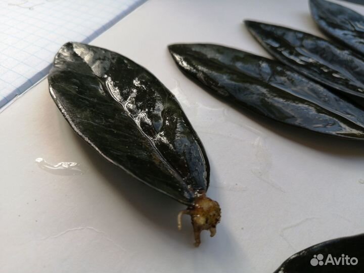 Чёрный замиокулькас Равен