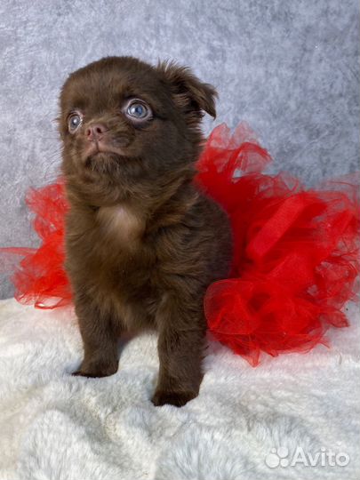 Шоколадная девочка