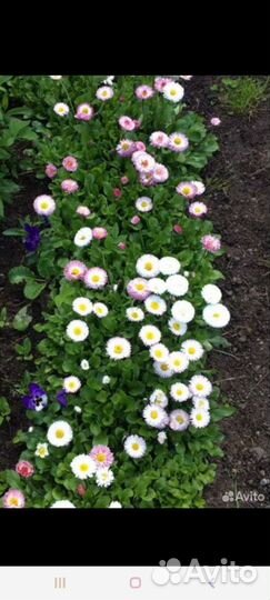 Мята, хмель и другие растения