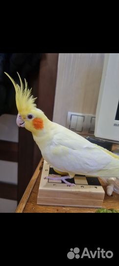 Корелла самка