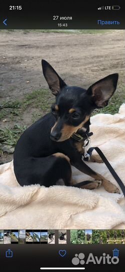 Потерялась собака