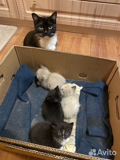 Котята в добрые руки бесплатно. г.о. Коломна