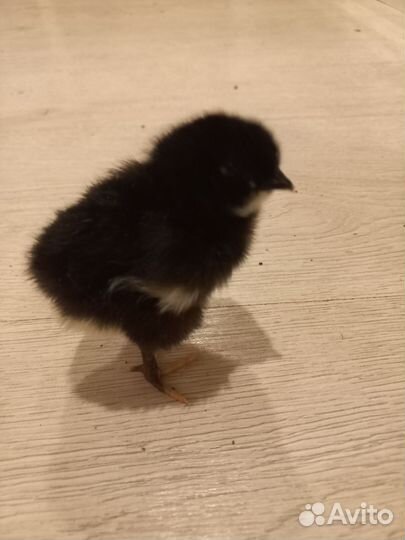 Инкубационное яйцо кур