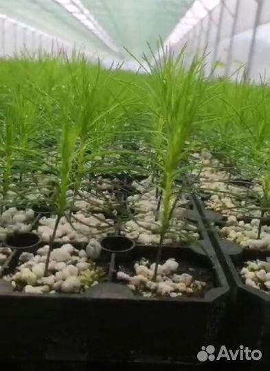 Сеянцы сосны зкс