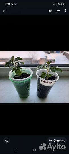 Томат комнатный рассада