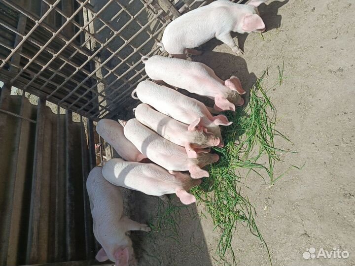 Поросята