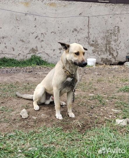 Степушка ищет дом