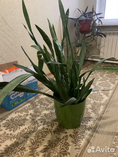 Большой комнатный цветы