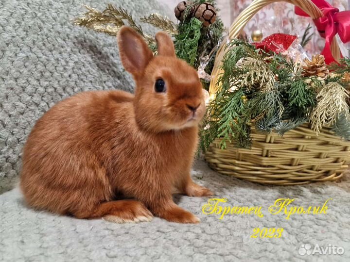 Породистый сатиновый Карликовый Кролик мажор