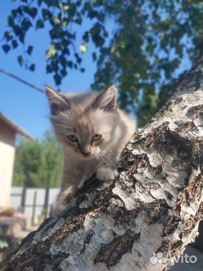 Котята ищут дом