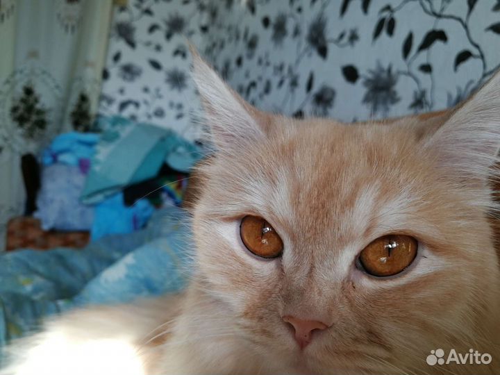 Отдам в добрые руки