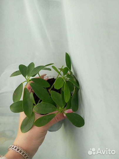 Комнатные цветы шефлера