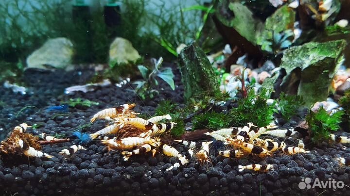 Креветки каридины чёрный кристалл