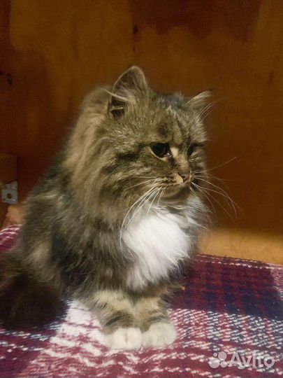 Кот и кошка ищут дом. С доставкой