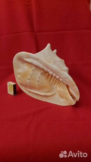 Морская раковина 28/19 см