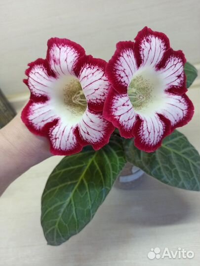 Глоксинии семена колокольчики