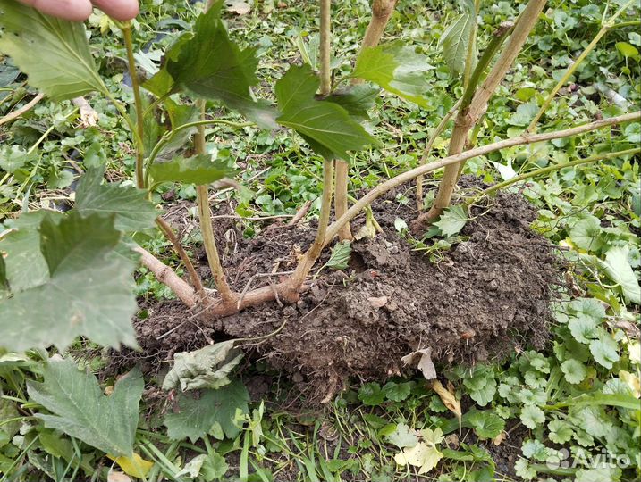 Калина красная(саженцы), ягоды