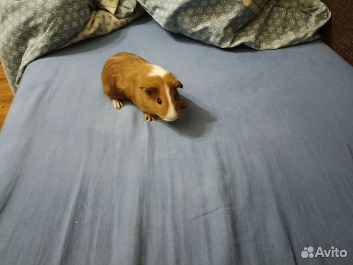 Морские свинки