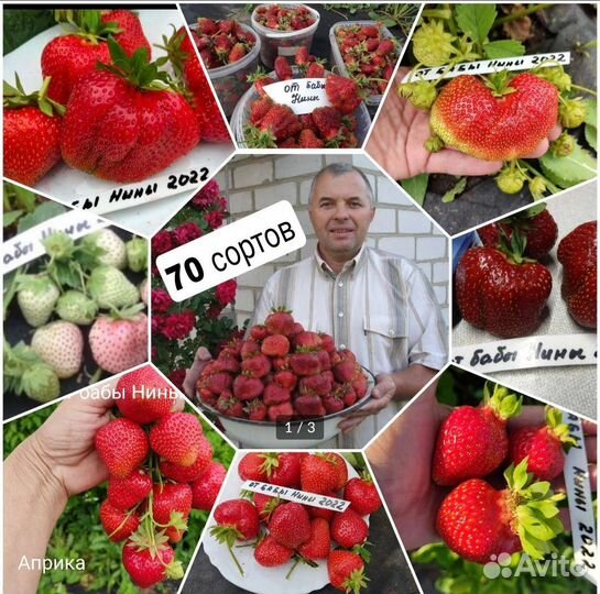 Саженцы лучших сортов клубники рассада