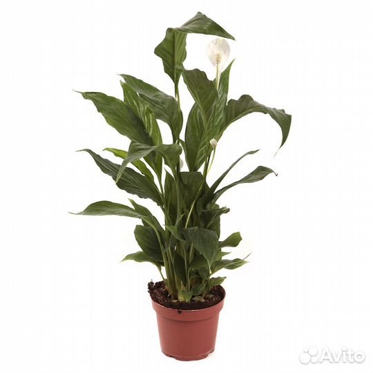 Стильные растения