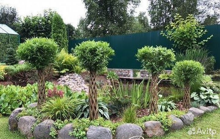 Плетеные деревья