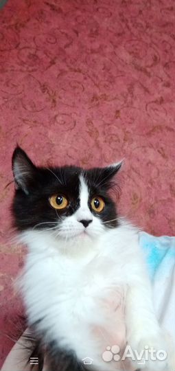 Кошечка в добрые руки