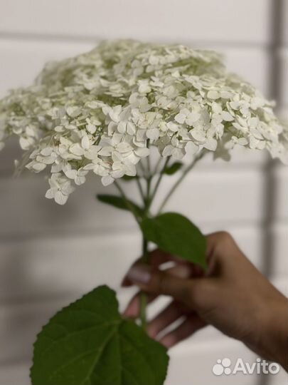 Гортензия на срез