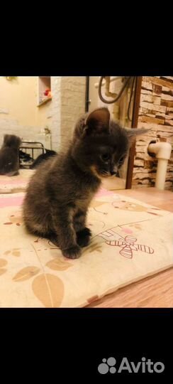 Кошка в дар бесплатно