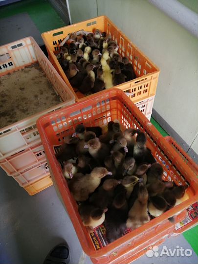 Индоутка Гримо