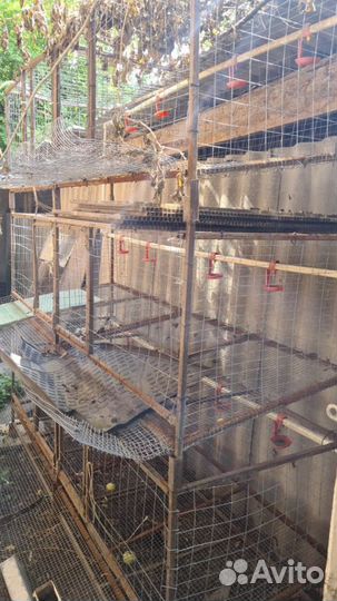 Клетки для кур