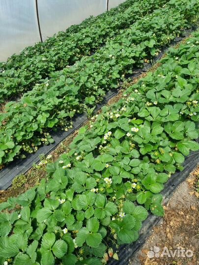 Работники на клубничное поле (установка теплиц)