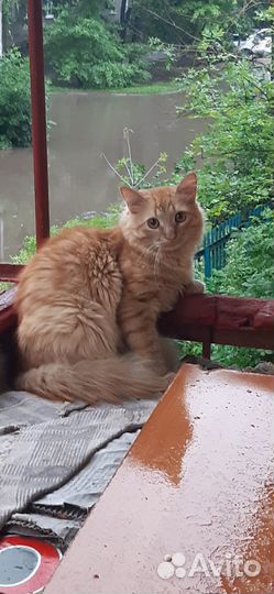 Рыжий кот в добрые руки