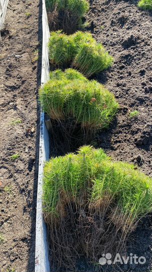 Продаю сеянцы сосны и ели