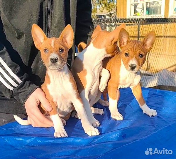 Рыже-белые щенки басенджи