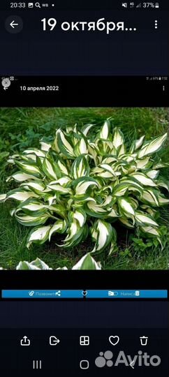 Цветы для сада и дома