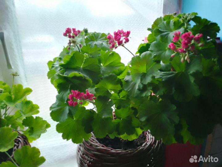 Герань пеларгония