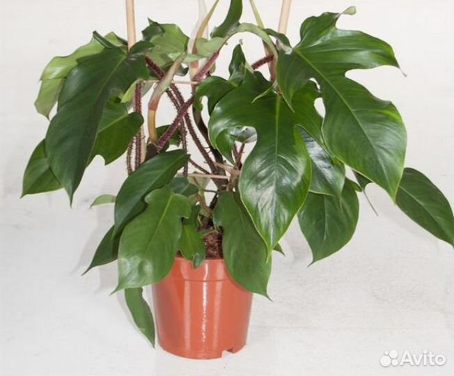 Филодендрон Ред вондер