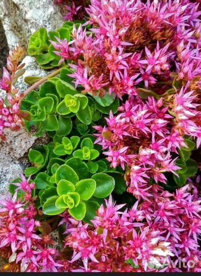 Почвокровники