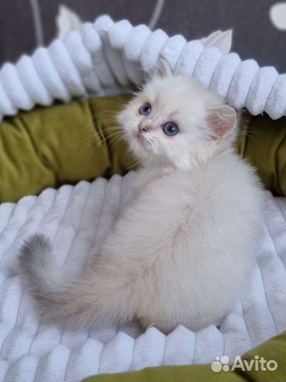 Мини-котик хайленд страйт