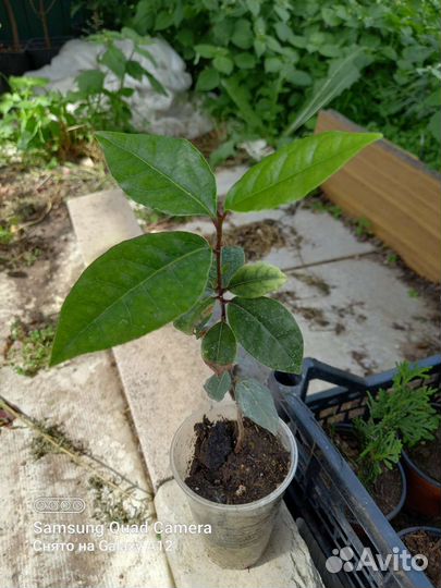 Лавровый лист