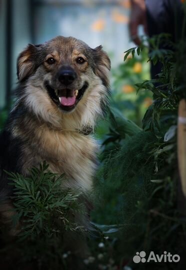 Боня ищет хозяев