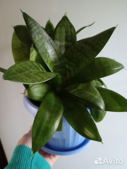 Сансевиерия хана